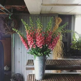 Strawberry, Digitalis Seeds